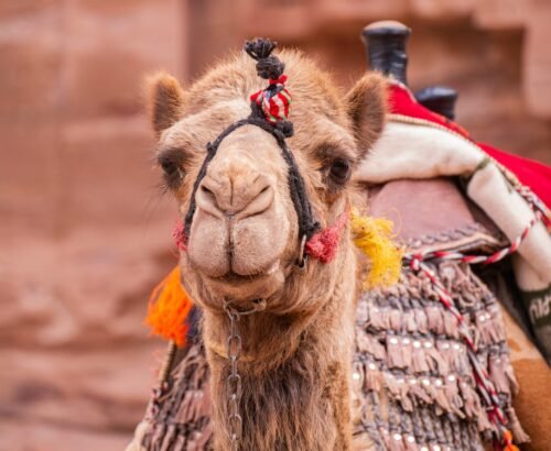 chiemseherin-camel-4987056_1920