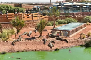 Parc de Crocodiles et Jardins Botaniques : Attraction Unique et Éducative