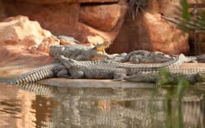 Parc de Crocodiles et Jardins Botaniques : Attraction Unique et Éducative