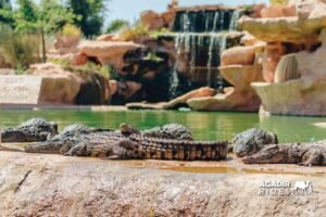 Parc de Crocodiles et Jardins Botaniques : Attraction Unique et Éducative