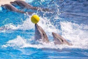 Dolphin World Agadir
