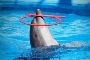 Dolphin World Agadir