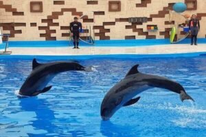 Dolphin World Agadir