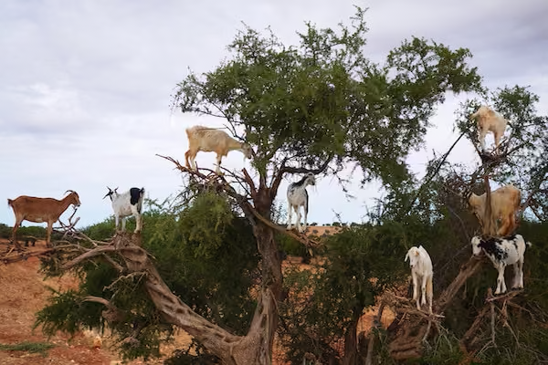 Chèvres dans les Arganiers