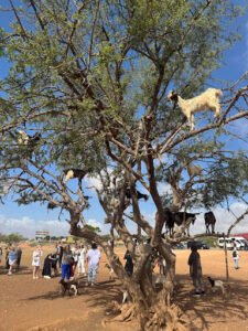 Groupe à l'embouchure d'Oued Souss
