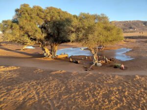 Bivouac et tentes nomades à Zagora