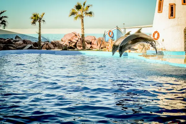 Dolphin World Agadir