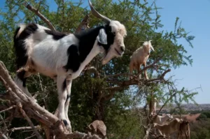 Chèvres dans les Arganiers