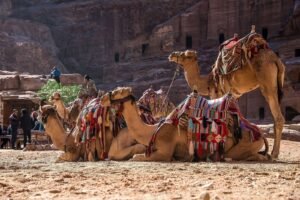 Balade à Dos de Dromadaire Agadir : Tradition Marocaine Authentique